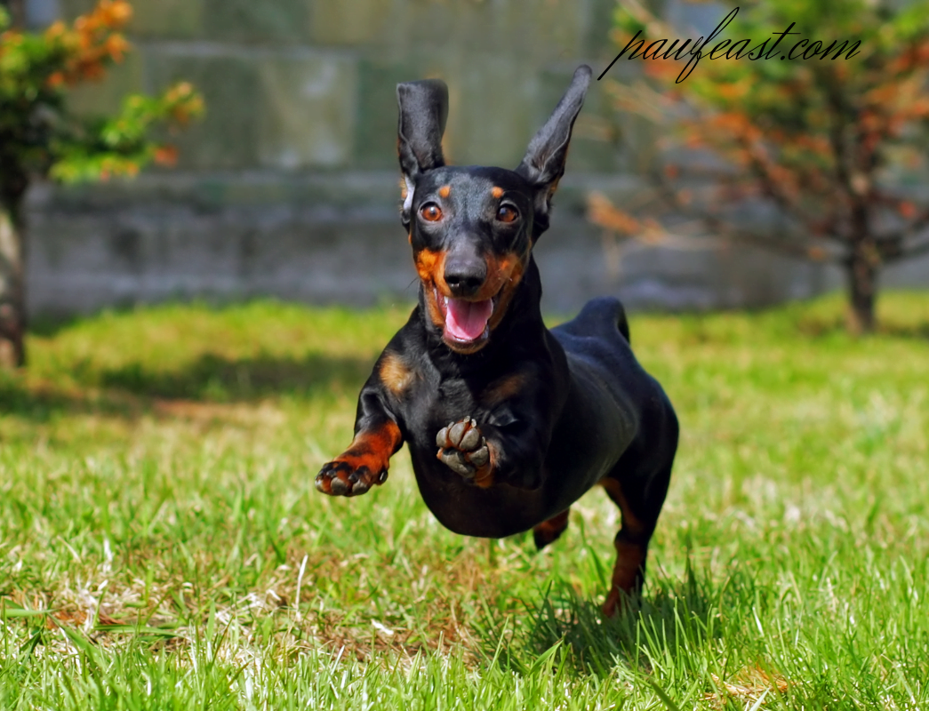 Dachshund