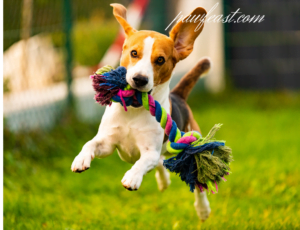 dog and toys