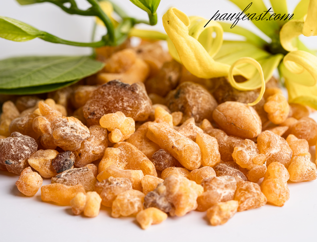 Boswellia